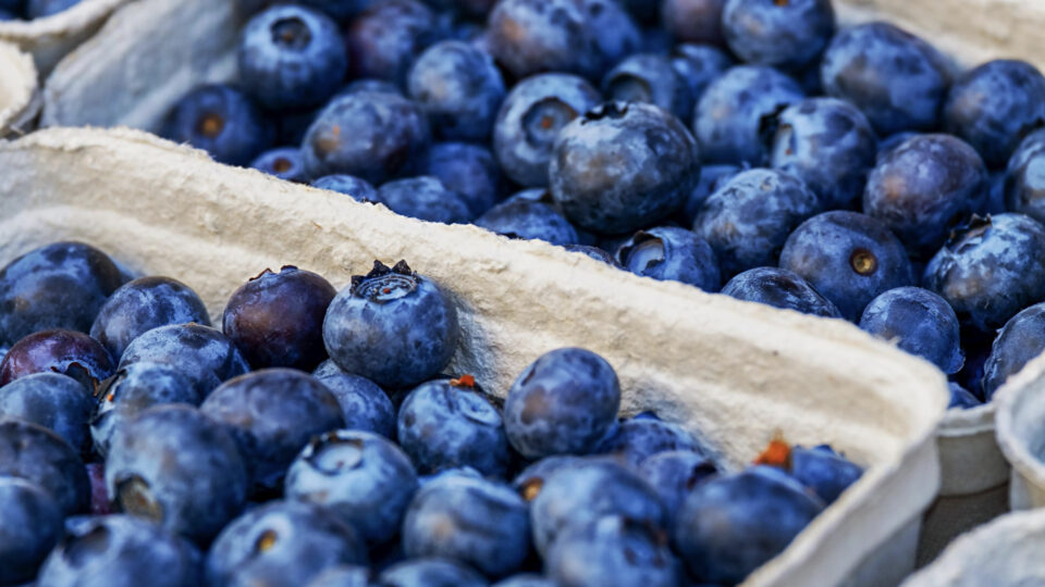 One Daily Cup of Blueberries Found to Improve Cognition